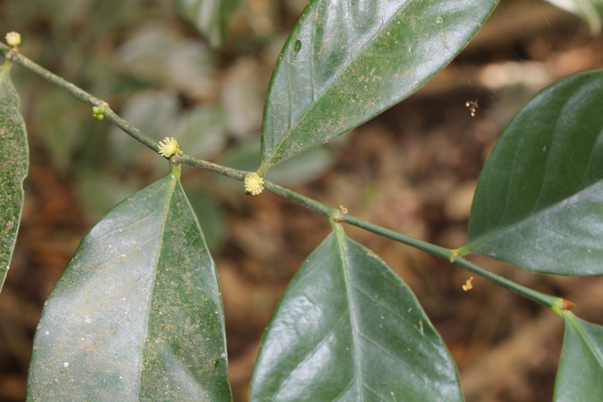 Suregada lanceolata (Willd.) Kuntze